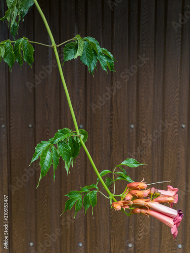 Orange trumpet vine flowers hanging against a dark wooden wall