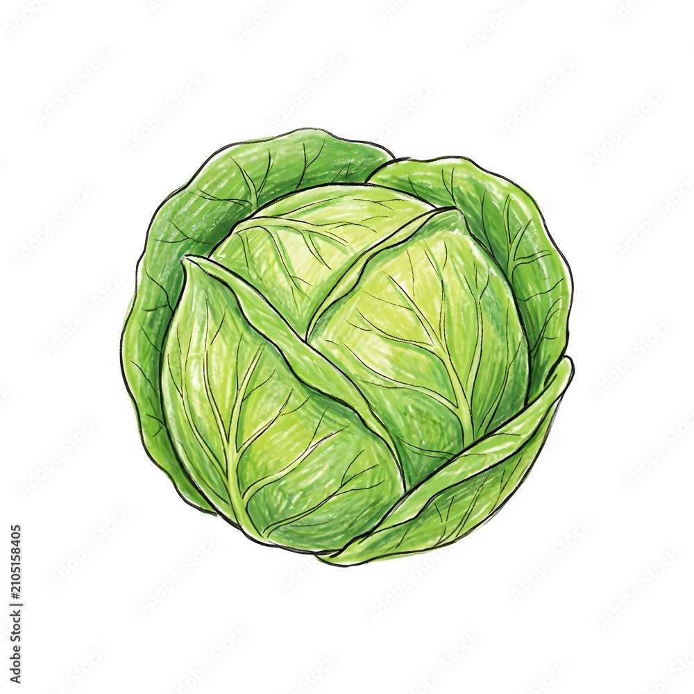 Fototapeta premium Fresh green cabbage vegetable hand drawn illustration with vegetable nutrition ingredient agriculture vegetarian cruciferous botanical isolated