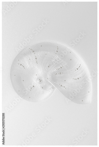 Quadro su tela Semi-transparent textured vellum paper featuring an embossed seashell with delicate pearl texture