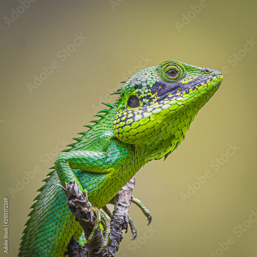 Endemic Black-cheeked Lizard (Calotes nigrilabris) in Horton Plains, Sri Lanka