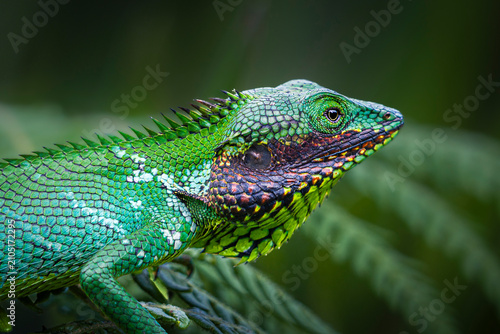 Close-up profile of a vibrant green Black-cheeked lizard (Calotes nigrilabris) with colorful scales in a Sri Lankan rainforest.