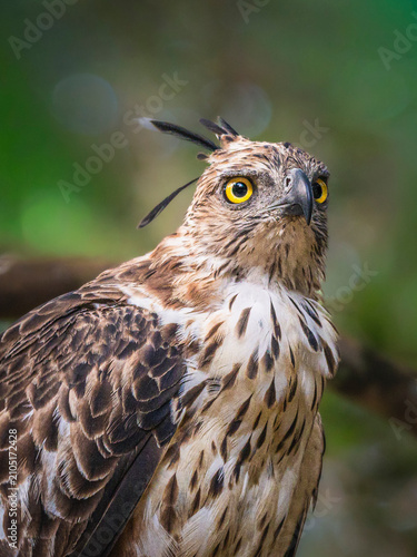 Crested Hawk-Eagle Portrait with Intense Yellow Eyes and Crown Feathers