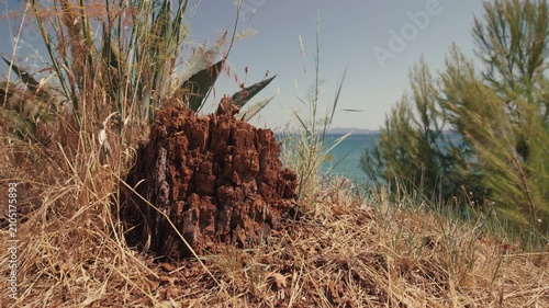 A weathered tree stump surrounded by dry grass and coastal vegetation overlooks the Adriatic Sea along the Croatian coastline.