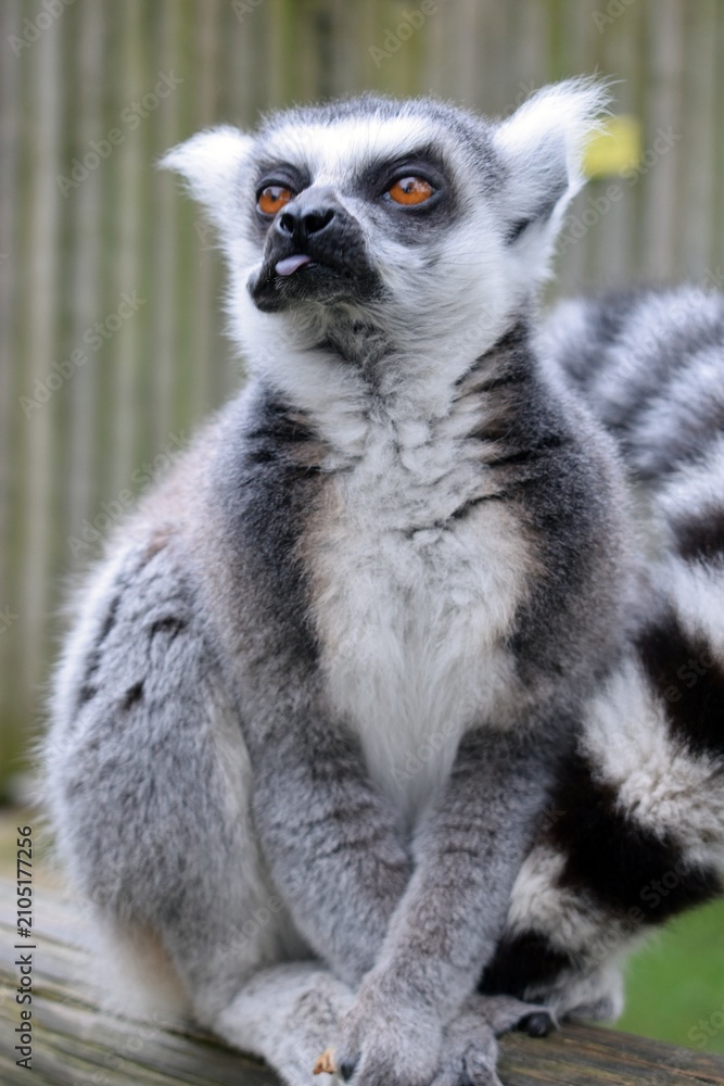 Fototapeta premium Ring-tailed lemur sticking out its tongue in a close-up portrait