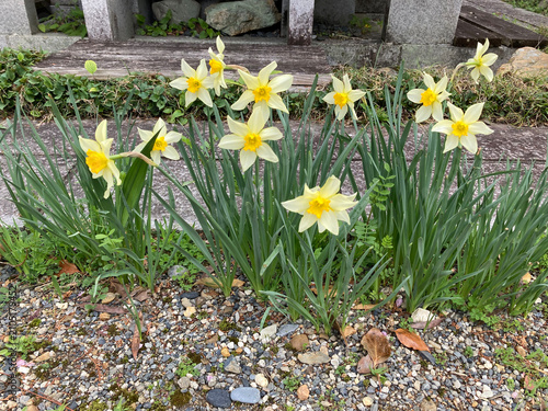 Fotografía 庭園に咲く黄色と白の可憐な水仙の花と春の訪れ