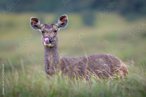Wild Female Sambar Deer in Horton Plains Sri Lanka