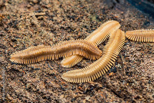 Fotografie Millipede arthropods crawling on ground surface