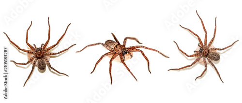 Принти на полотні spider on white background
