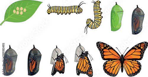 Bilde på lerret Complete butterfly metamorphosis illustration kit with insect biological growth