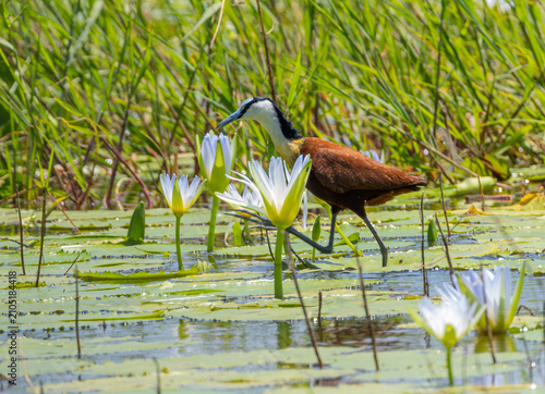 African jacana - Actophilornis africanus
