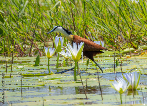 African jacana - Actophilornis africanus