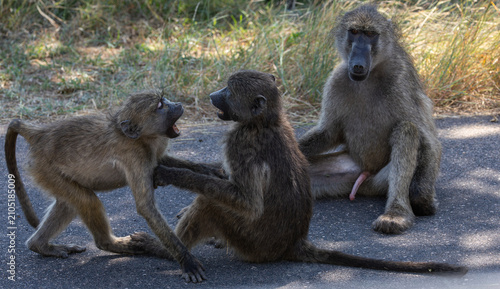 Photography Cape baboon - Papio ursinus