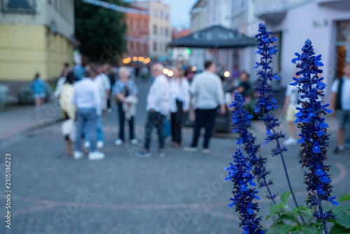 Cuadro en lienzo Cēsis, Latvia — July 18, 2026: Blue salvia flowers in focus with summer festival