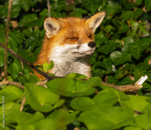 Obraz na płótnie Red fox - vulpes vulpes