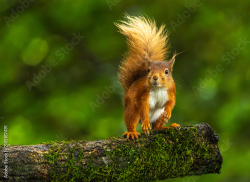 Red squirrel - Sciurus vulgaris