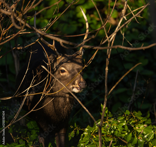 Sika deer - cervus nippon