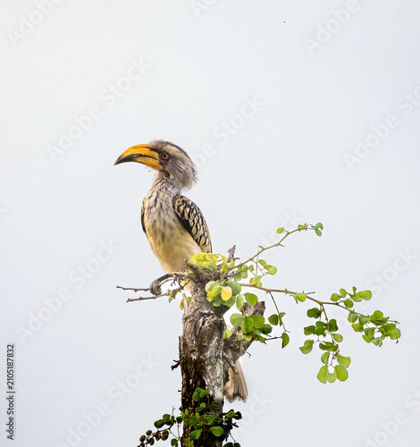 Southern yellow-billed hornbill - Tockus leucomelas