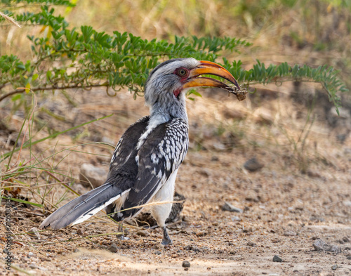 Southern yellow-billed hornbill - Tockus leucomelas