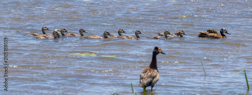 White-faced whistling duck - Dendrocygna viduata