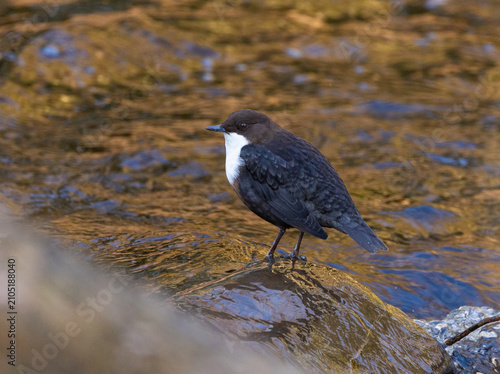 Quadro su tela White-throated dipper
