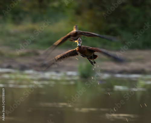 White-faced whistling duck - Dendrocygna viduata