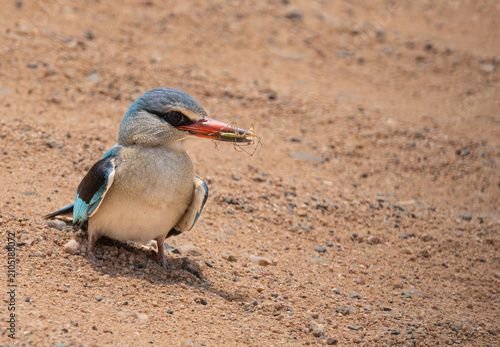 Foto Wood kingfisher - Halcyon senegalensis
