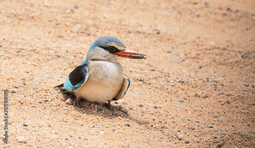 Canvastavla Wood kingfisher - Halcyon senegalensis