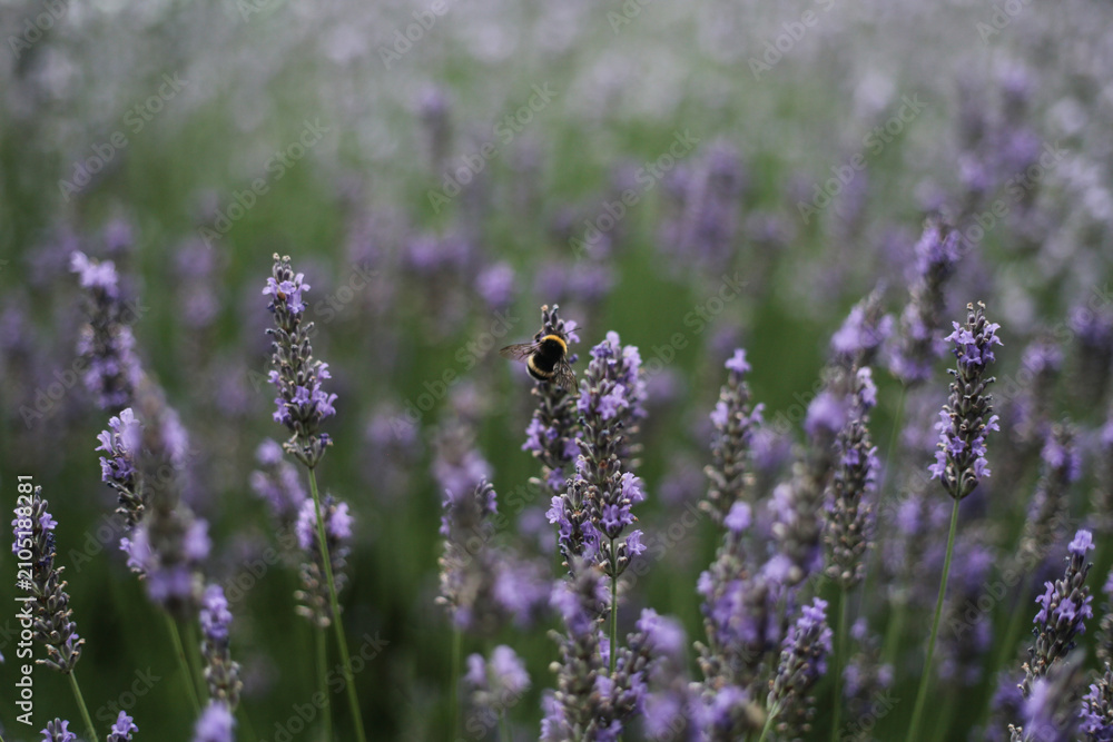 Obraz premium Bumblebee pollinating blooming lavender flowers