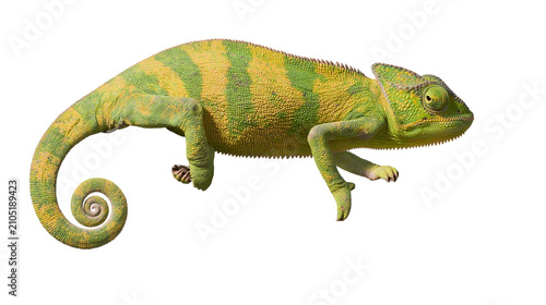 Photography Green and yellow veiled chameleon with curled tail