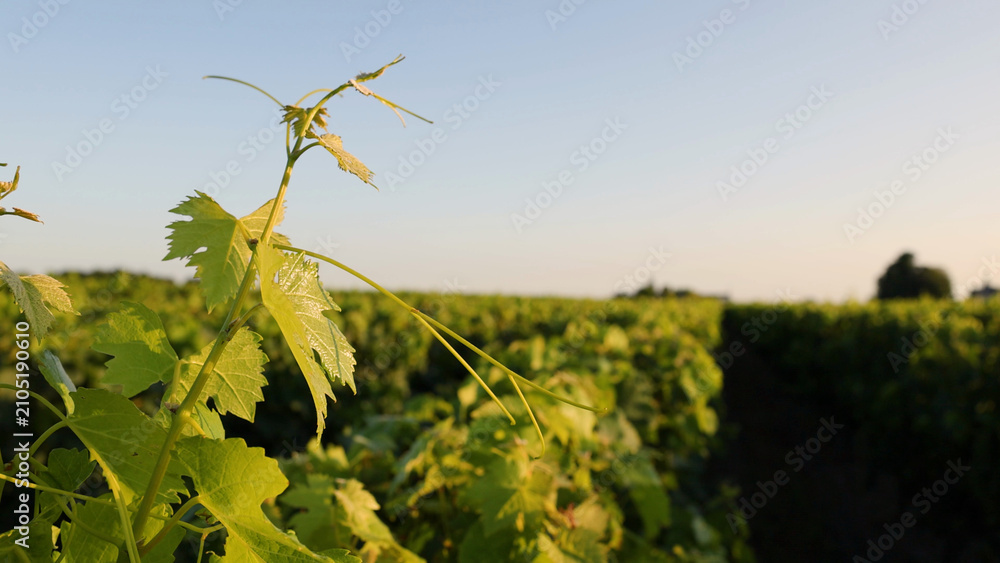 Obraz premium Close Up of Green Grapevine Leaves in a Bordeaux Vineyard