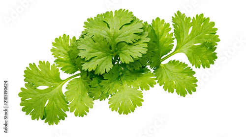 Tableau sur toile Fresh green cilantro herb leaves bunch