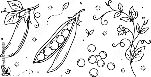 Cuadro en lienzo Green peas icons set featuring pea pod open shell plant stem leaves tendrils flo