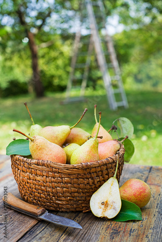 Pears harvest