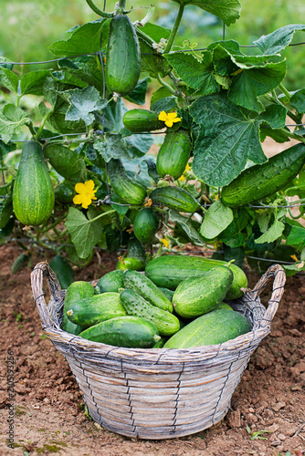 Cucumber harvest