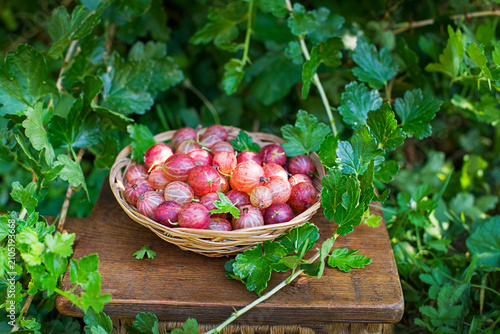 Gooseberry