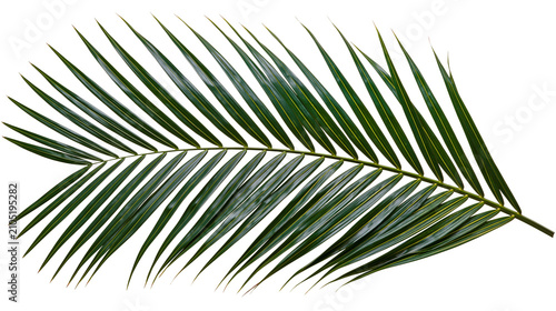 Schilderij op canvas Green palm frond with sharp pointed leaves