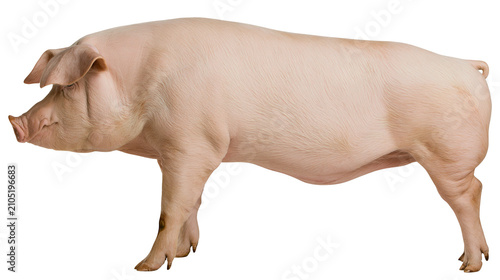 Fotografie Pink pig standing profile view