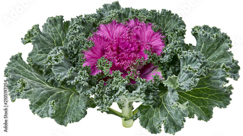 Fotografie Ornamental Kale with ruffled green leaves and vibrant purple center