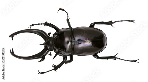 Bild auf Leinwand Black rhinoceros beetle with large curved horns