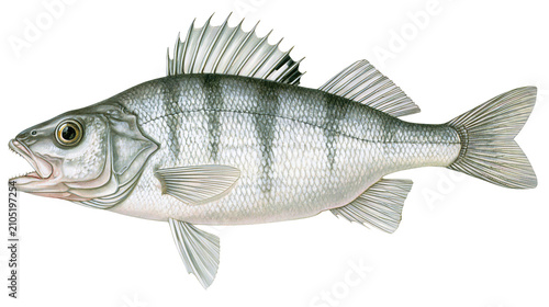 Obraz na płótnie European Perch fish with dark vertical stripes and spiny dorsal fin