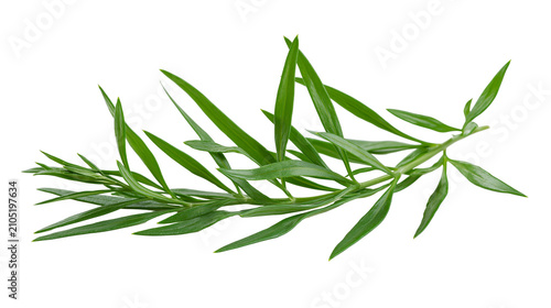 Photography Green tarragon herb sprig with thin leaves