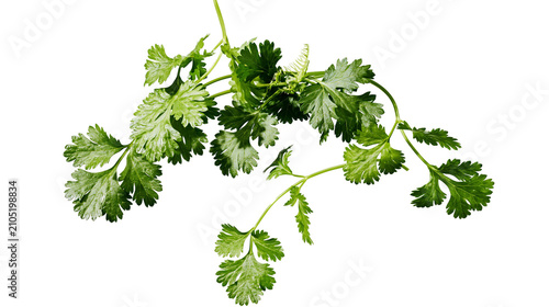 Photos Fresh cilantro herb sprigs with green leaves
