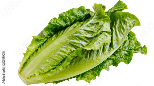 Canvastavla Fresh green romaine lettuce head with crisp leaves