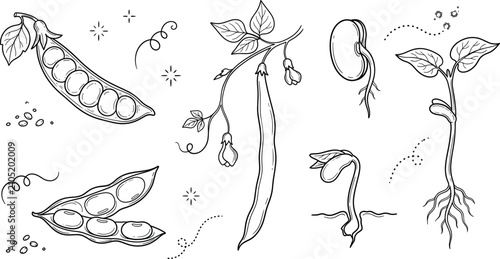Quadro su tela Bean growth cycle vector line icon set with green pea pod sprout seedling root v