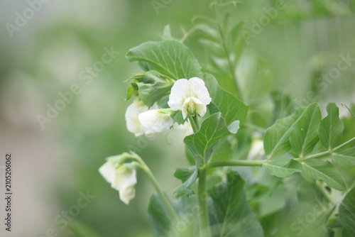 Obraz na płótnie 風に揺れるエンドウ豆の花