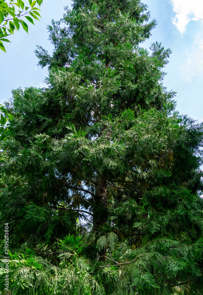 Fototapeta premium Tall Calocedrus decurrens tree with dense, green, scale-like foliage reaching toward bright blue sky in public landscape park Krasnodar or Galitsky
