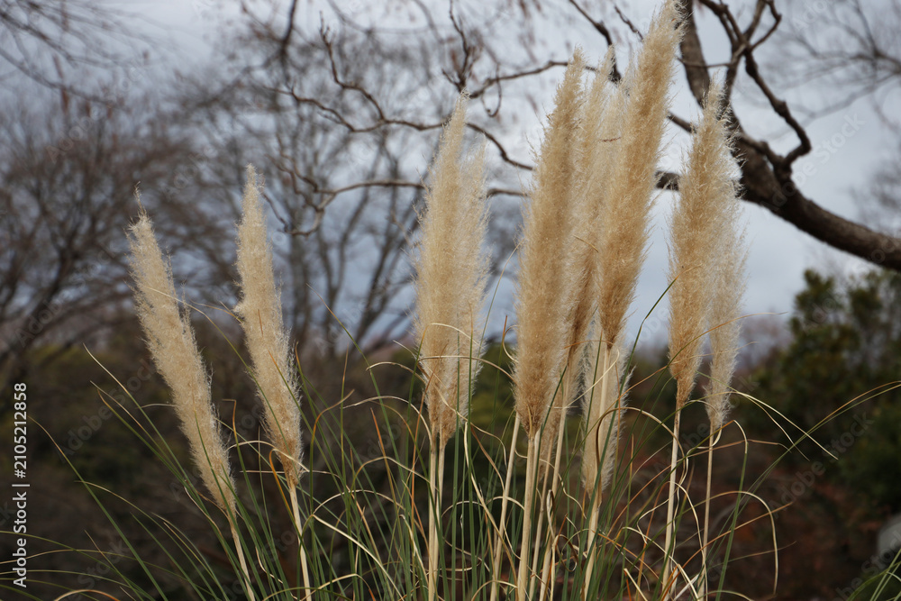 Fototapeta premium A fluffy, beige bunch of pampas grass