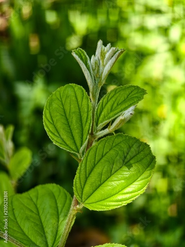 Detailed view of a vibrant green plant stem with emerging leaves and textured foliage against a blurred background