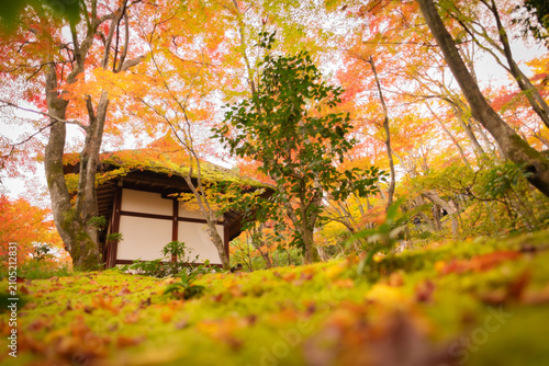 A tranquil Japanese teahouse nestled amidst a vibrant autumn forest, with vibrant red and orange leaves blanketing the ground. in Kyoto, Japan