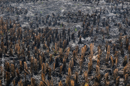 Fotografía Burnt rice field after harvest with fresh green shoots emerging